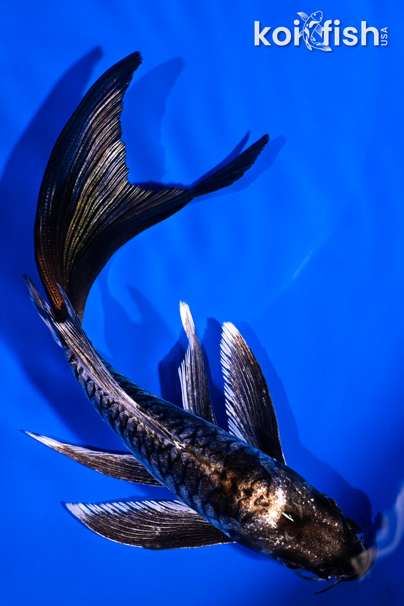 5.75" KIKOKURYU BUTTERFLY