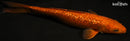 12.5" GINRIN CHAGOI