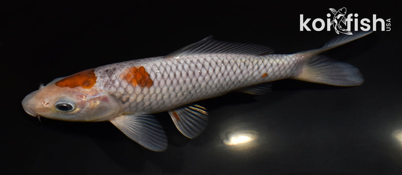 6.75" OCHIBA SHIGURE
