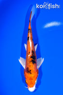 7" HEISEI NISHIKI