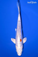 7.25" KIKUSUI
