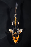 5.25" ARAGOKE BENI KIKOKURYU