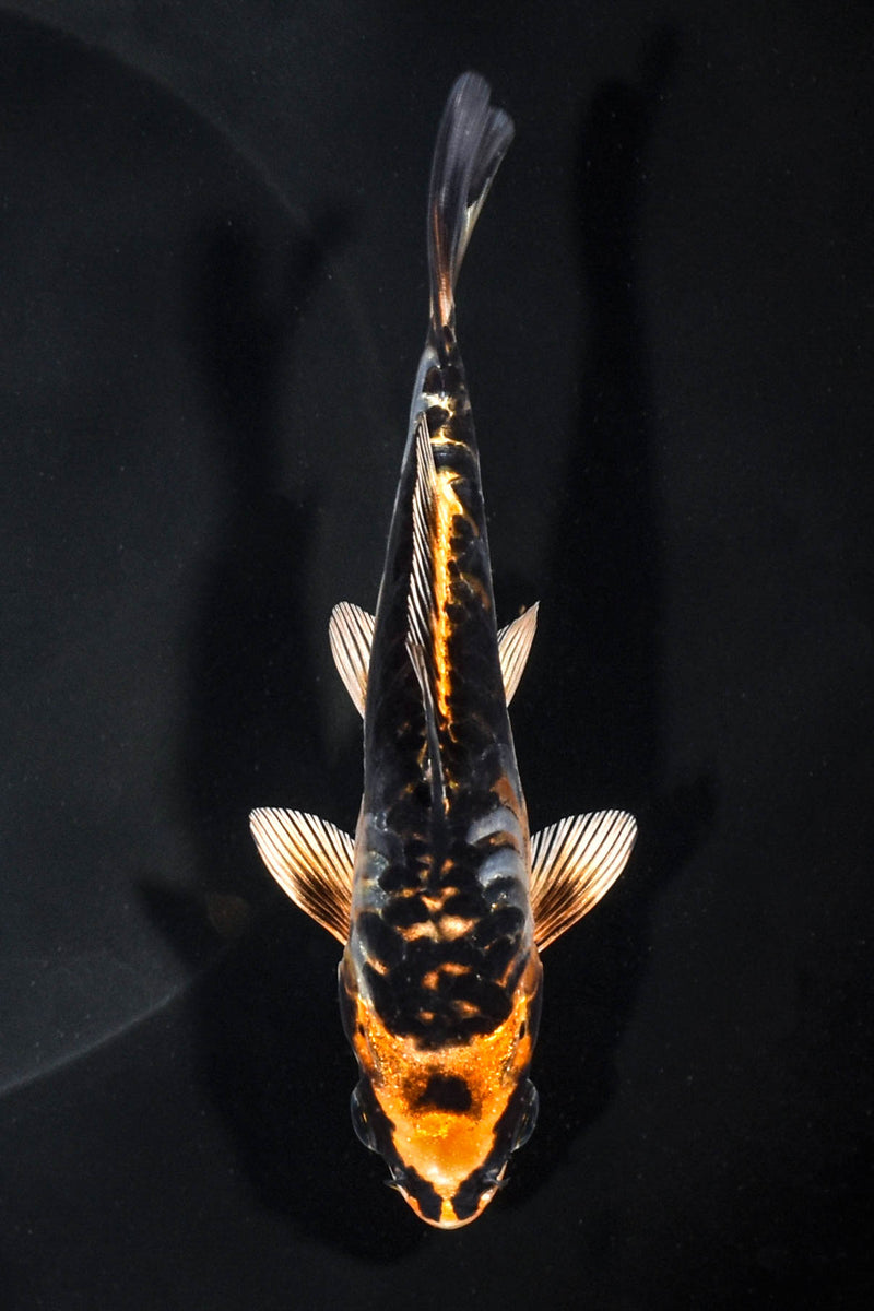 5.25" ARAGOKE BENI KIKOKURYU