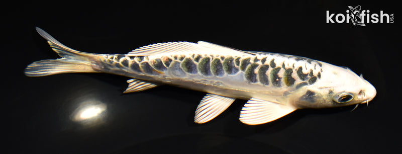 6.75" ARAGOKE KUJAKU