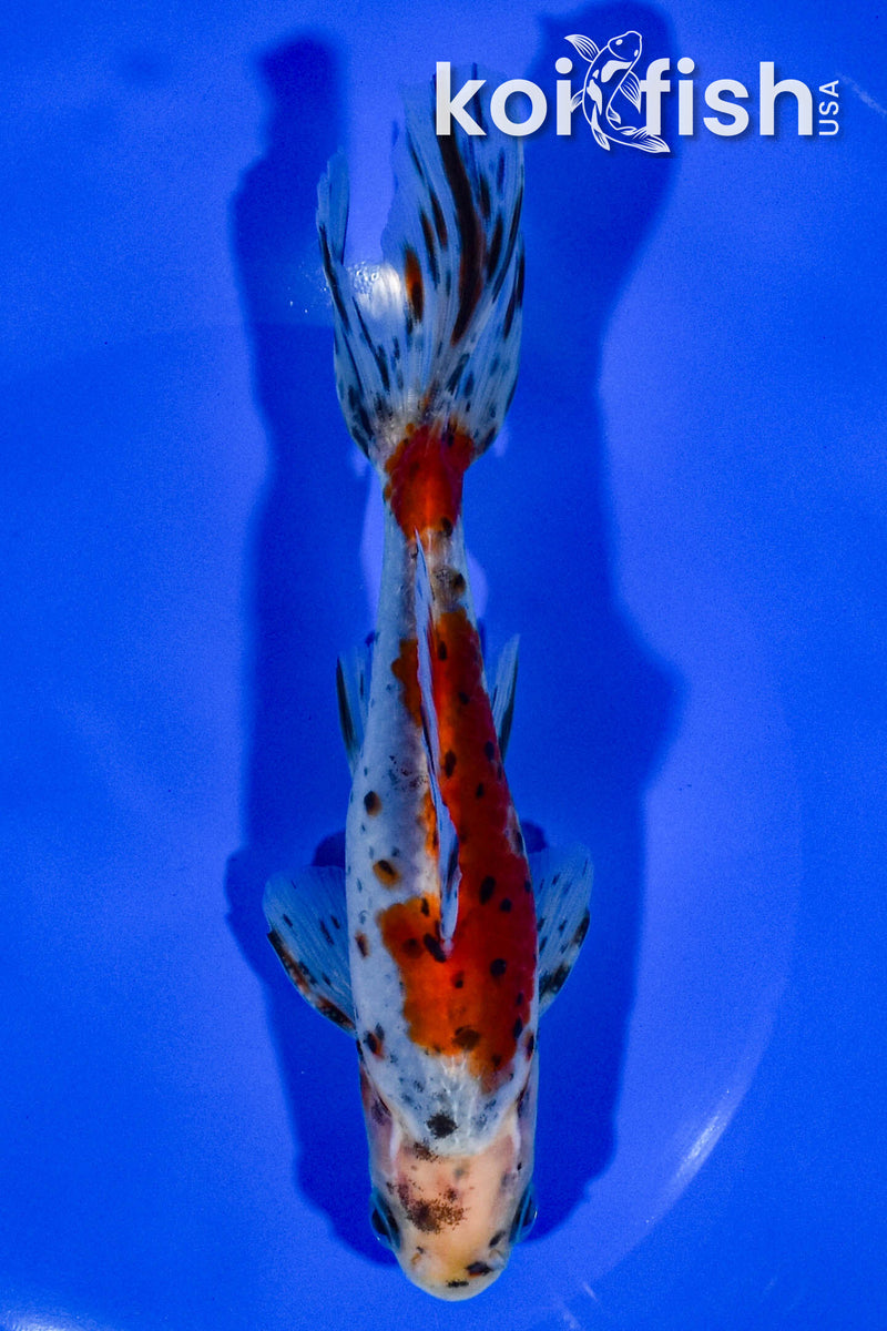 6.25" CALICO WAKIN GOLDFISH