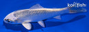 4.25" GIN MATSUBA