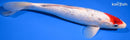 11.25" GINRIN TANCHO SANKE