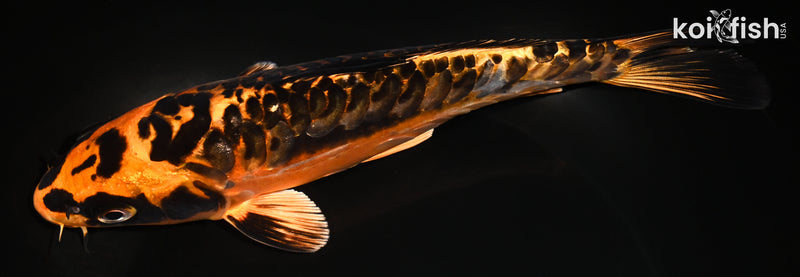 8.25" ARAGOKE BENI KIKOKURYU