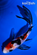 5" SANKE BUTTERFLY