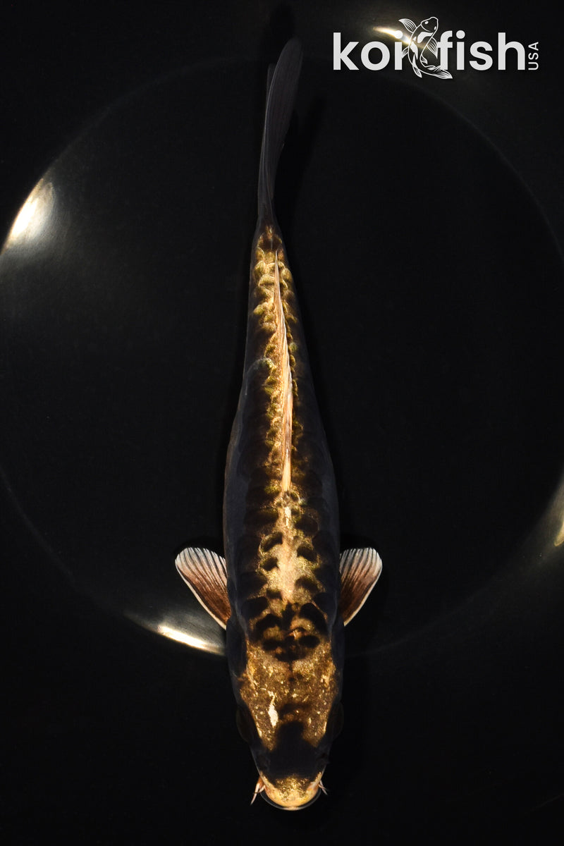 7.25" KIN KIKOKURYU