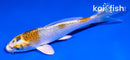4.5" KUAJKU