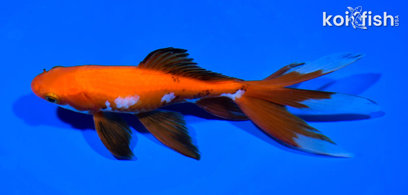 5.75" WAKIN GOLDFISH