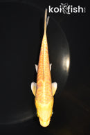 5.25" ARAGOKE YAMABUKI OGON