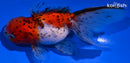 4.75" CALICO ORANDA GOLDFISH