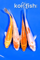 PACK OF (4) 4.25-4.5" STANDARD KOI