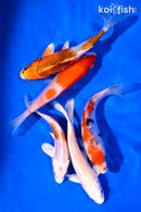 PACK OF (5) 4-5" STANDARD KOI