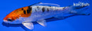 4.5" HEISEI NISHIKI