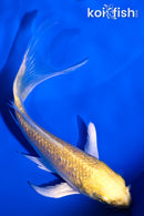 4.75" GINRIN YAMABUKI OGON BUTTERFLY