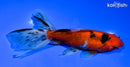 6" WATONAI GOLDFISH