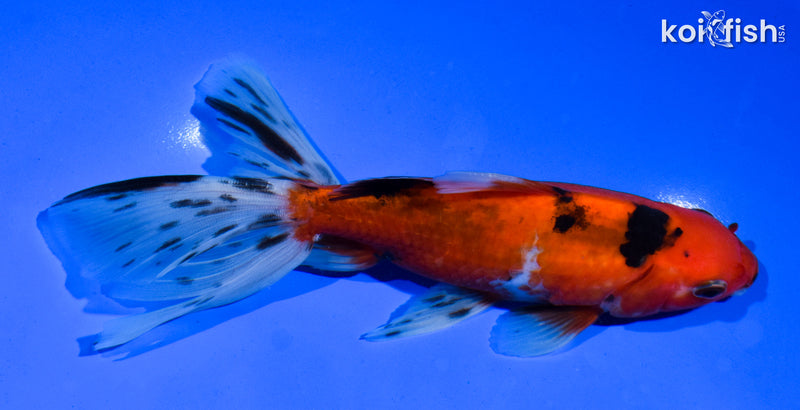 6" WATONAI GOLDFISH