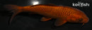 5.5" CHAGOI
