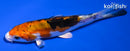 4.25" HEISEI NISHIKI