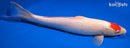15" TANCHO KOHAKU