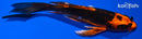 5.75" ORENJI MATSUBA BUTTERFLY