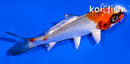 4" KUJAKU