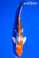 6.25" KUJAKU