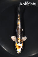 5.25" ARAGOKE BENI KIKOKURYU