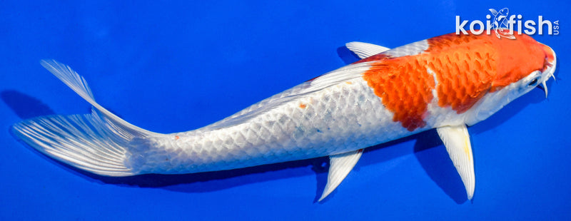 9" HARIWAKE