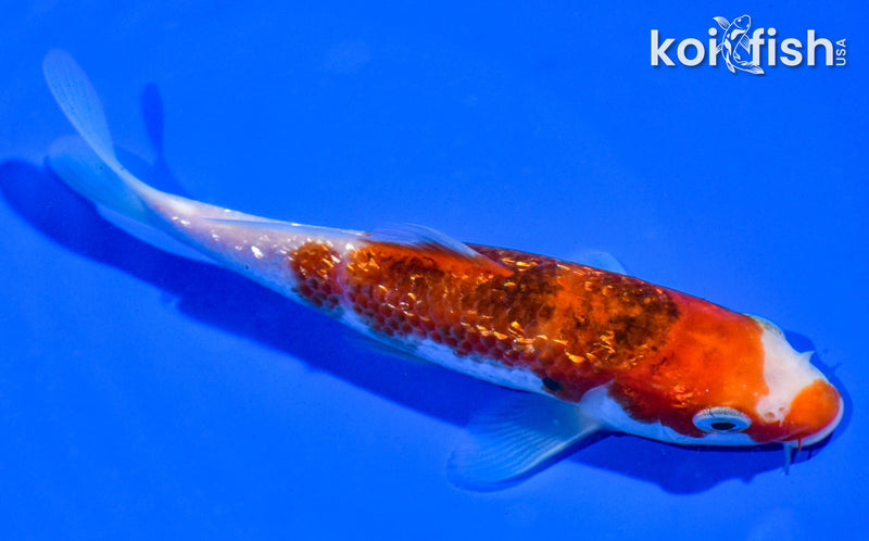 5.5" GINRIN GOROMO
