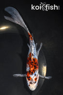 7.5" SHUBUNKIN GOLDFISH