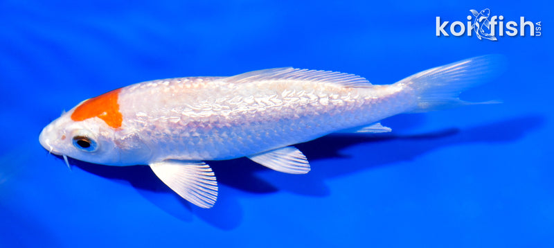 5.75" GINRIN HARIWAKE