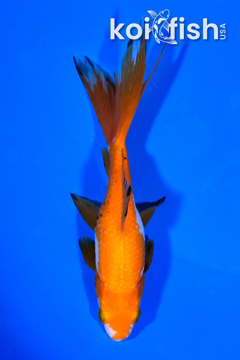 5.5" WAKIN GOLDFISH