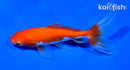 5.75" WAKIN GOLDFISH
