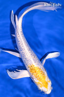 9.75" GINRIN LEMON HARIWAKE BUTTERFLY