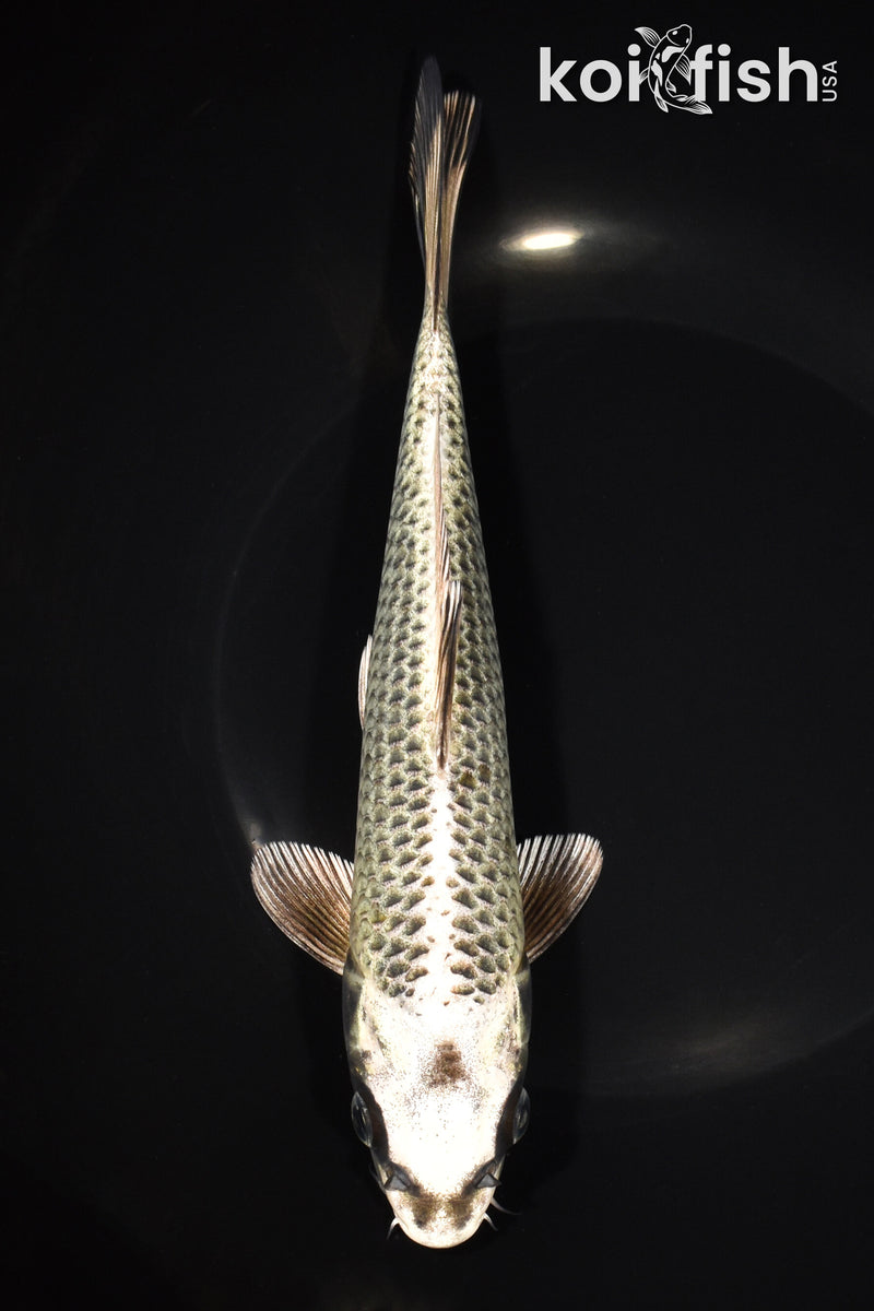 8.5" GIN MATSUBA