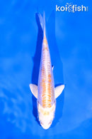 4" DOITSU LEMON HARIWAKE