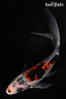 5.25" BENI MATSUKAWABAKE BUTTERFLY