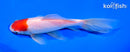 6" WAKIN GOLDFISH