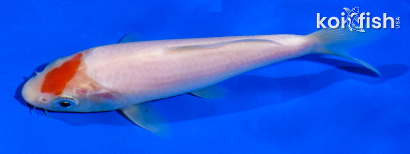 5" KOHAKU