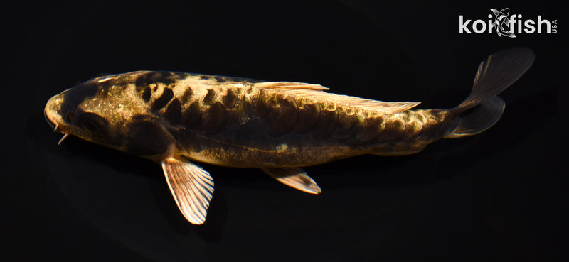 7.25" KIN KIKOKURYU