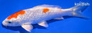 5.5" GINRIN HARIWAKE