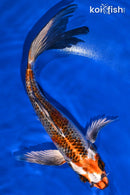 8.75" KUJAKU BUTTERFLY