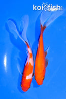 PAIR OF (2) 5.75" COMET GOLDFISH
