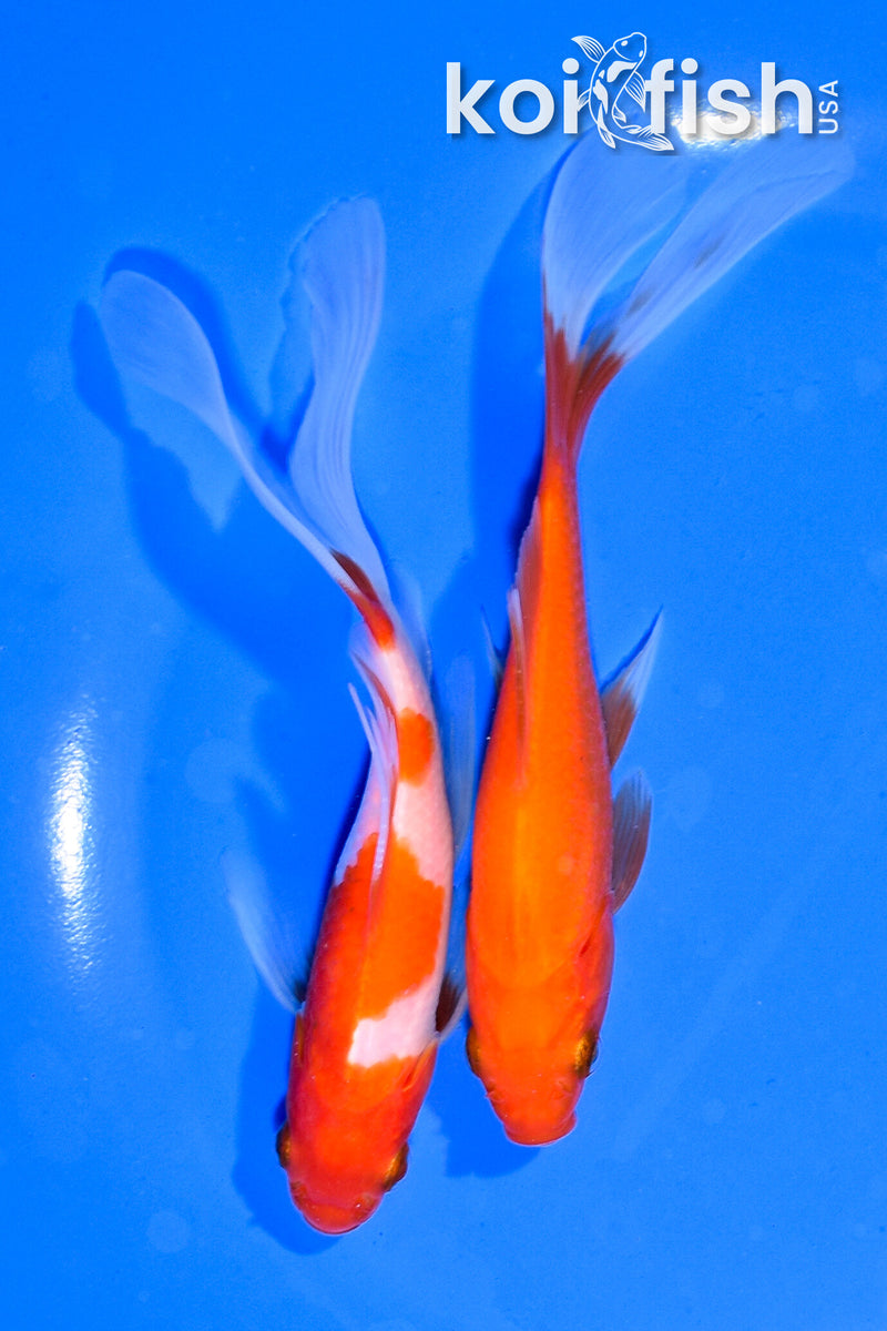 PAIR OF (2) 5.75" COMET GOLDFISH
