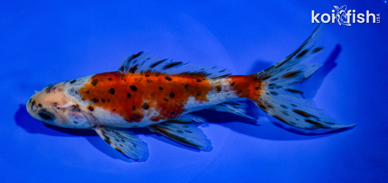 6.25" CALICO WAKIN GOLDFISH