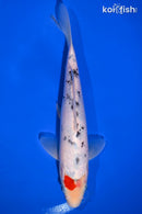 9" TANCHO SANKE